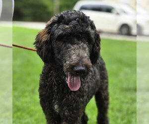 Mutt Dogs for adoption in Yardley, PA, USA