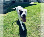 Small #4 Boxer Mix