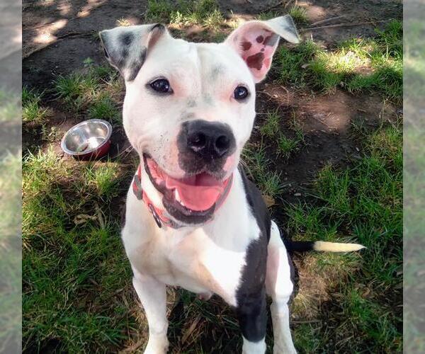 Medium Photo #1 American Pit Bull Terrier-Unknown Mix Puppy For Sale in Olathe, KS, USA