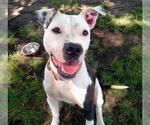 Small American Pit Bull Terrier Mix