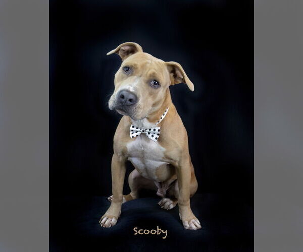 Medium Photo #1 Staffordshire Bull Terrier-Unknown Mix Puppy For Sale in Hot Springs Village, AR, USA