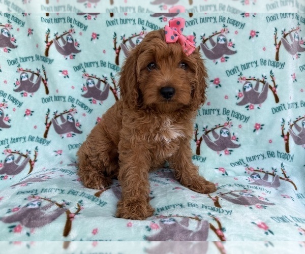 Medium Photo #1 Cavapoo (Miniature) Puppy For Sale in LAKELAND, FL, USA