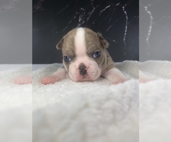 Medium Photo #28 Boston Terrier Puppy For Sale in TULARE, CA, USA