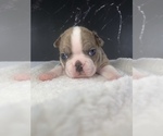 Small Photo #28 Boston Terrier Puppy For Sale in TULARE, CA, USA