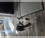 Small #8 Siberian Husky