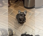 Small #1 French Bulldog