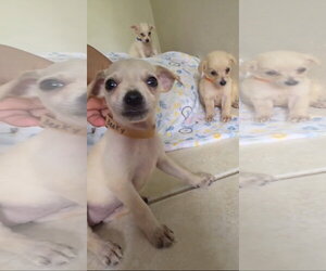 Chihuahua-Unknown Mix Dogs for adoption in Virginia Beach, VA, USA