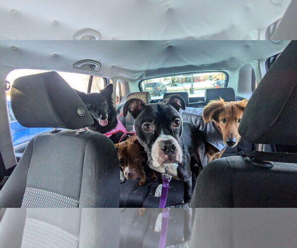 Medium Photo #3 American Staffordshire Terrier-Boxer Mix Puppy For Sale in Richmond, IN, USA