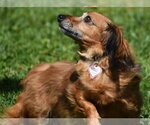Small #5 Chiweenie