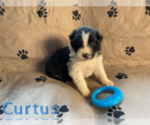 Small Photo #13 Australian Shepherd Puppy For Sale in BETHANY, CT, USA