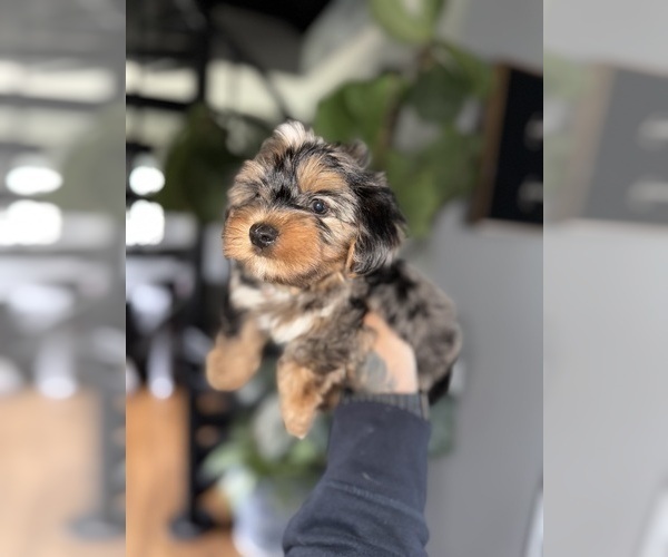 Medium Photo #5 Yorkshire Terrier Puppy For Sale in JOHNSTON, RI, USA