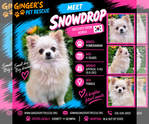 Pomeranian Dogs for adoption in Seattle, WA, USA