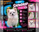 Snowdrop From  Korea - Female Pomeranian Dog for Adoption - Small photo