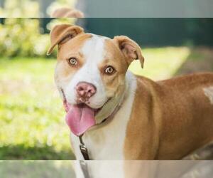 American Pit Bull Terrier-Labrador Retriever Mix Dogs for adoption in West Palm Beach, FL, USA