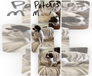 Brittany Puppy for sale in BATTLE CREEK, MI, USA