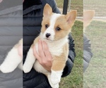 Small #3 Pembroke Welsh Corgi