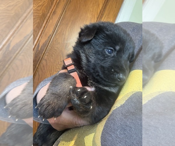 Medium Photo #1 German Shepherd Dog Puppy For Sale in NEWVILLE, PA, USA