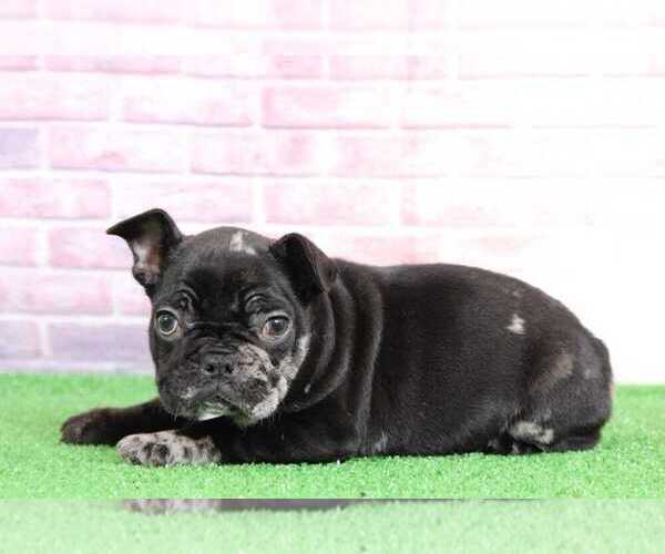 Medium Photo #2 French Bulldog Puppy For Sale in BEL AIR, MD, USA