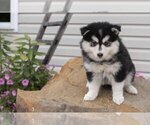 Puppy 5 Pomsky