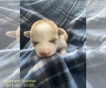 Small Photo #5 Siberian Husky Puppy For Sale in FAIRFIELD, CA, USA