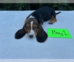 Small #19 Basset Hound