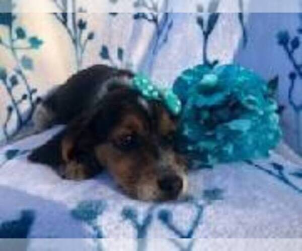 Medium Photo #6 Beagle Puppy For Sale in LAKELAND, FL, USA