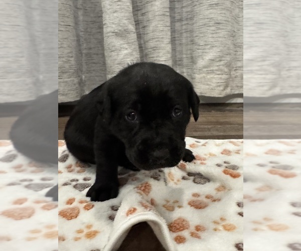 Medium Photo #4 Labrador Retriever Puppy For Sale in BILLINGS, MT, USA