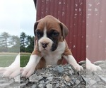 Small Photo #3 Boxer Puppy For Sale in DILLSBORO, IN, USA