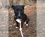 Small American Staffordshire Terrier Mix