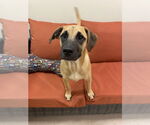 Small #1 Mutt