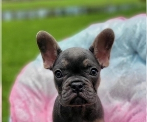 French Bulldog Puppy for sale in KISSIMMEE, FL, USA