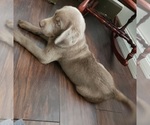 Puppy 0 Labrador Retriever