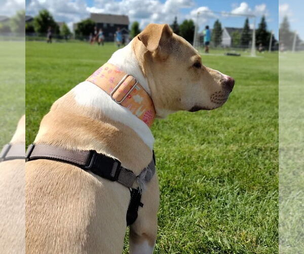 Medium Photo #66 American Pit Bull Terrier-Unknown Mix Puppy For Sale in Fargo, ND, USA