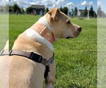 Small #65 American Pit Bull Terrier Mix
