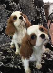 Cavalier King Charles Spaniel Puppy for sale in WEST POINT, VA, USA