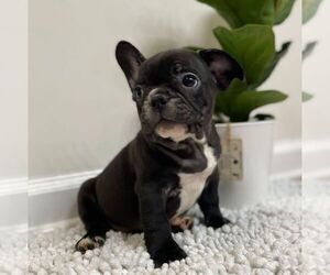 French Bulldog Puppy for sale in JOHNS ISLAND, SC, USA