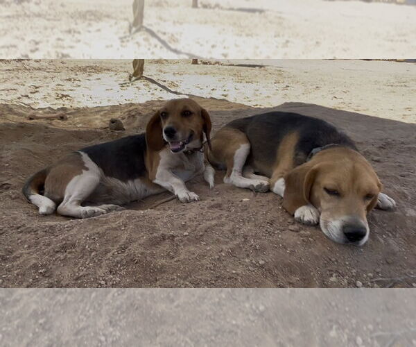Medium Photo #3 Beagle Puppy For Sale in Apple Valley, CA, USA