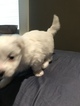 Small Photo #13 Coton de Tulear Puppy For Sale in KAYSVILLE, UT, USA