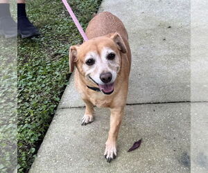 Chiweenie Dogs for adoption in Sanford, FL, USA