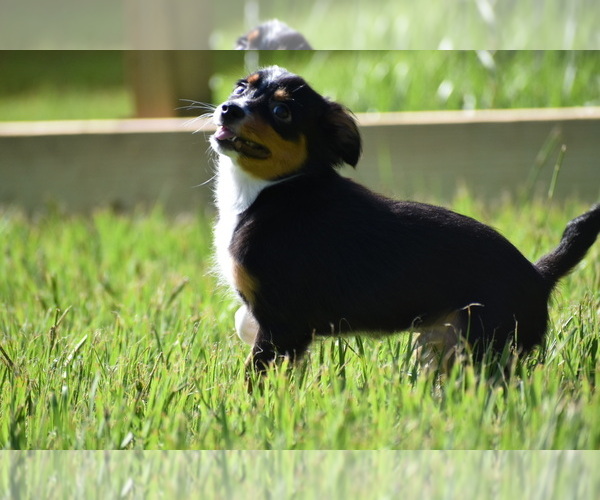 Medium Photo #6 Miniature Australian Shepherd Puppy For Sale in PALM COAST, FL, USA