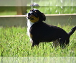 Small #5 Miniature Australian Shepherd