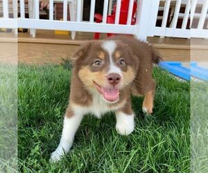 Australian Shepherd-Unknown Mix Puppy for sale in JEROMESVILLE, OH, USA
