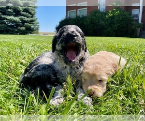 Goldendoodle Puppy for sale in VALENTINE, NE, USA