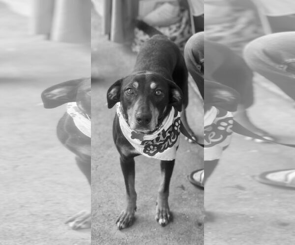 Medium Photo #12 Mutt Puppy For Sale in Mount Laurel, NJ, USA