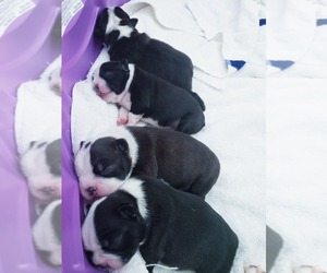 Boston Terrier Puppy for sale in DENVER, CO, USA