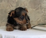 Small Photo #22 Yorkshire Terrier Puppy For Sale in GOSHEN, IN, USA