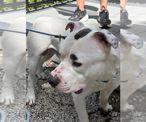 American Pit Bull Terrier Dogs for adoption in Techny, IL, USA