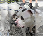 Small #2 American Pit Bull Terrier