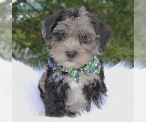 Schnoodle (Miniature) Puppy for sale in DUNDEE, NY, USA