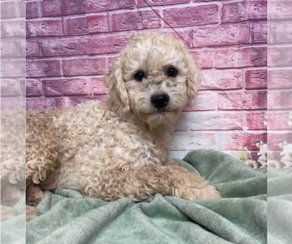 Medium Photo #2 Poodle (Miniature)-Unknown Mix Puppy For Sale in Lakewood, CO, USA